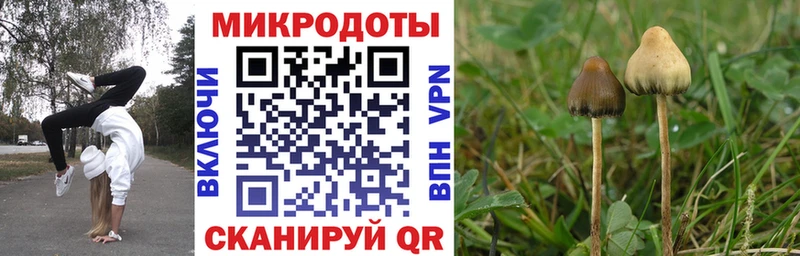 где можно купить   Кадников  Галлюциногенные грибы MAGIC MUSHROOMS 